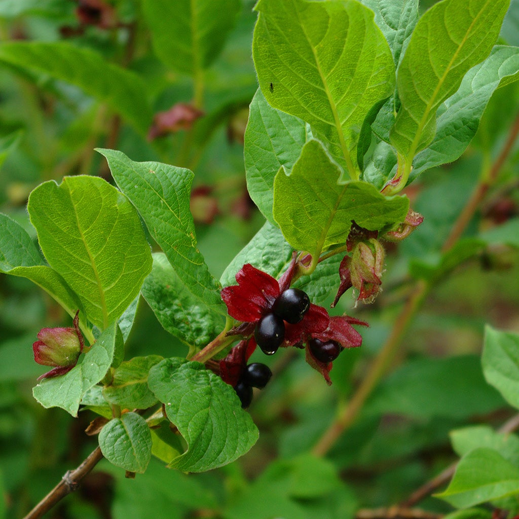 Black Twinberry (Lonicera involucrata) - KCD Native Plant Sale | KCD Native  Plant Sale Store