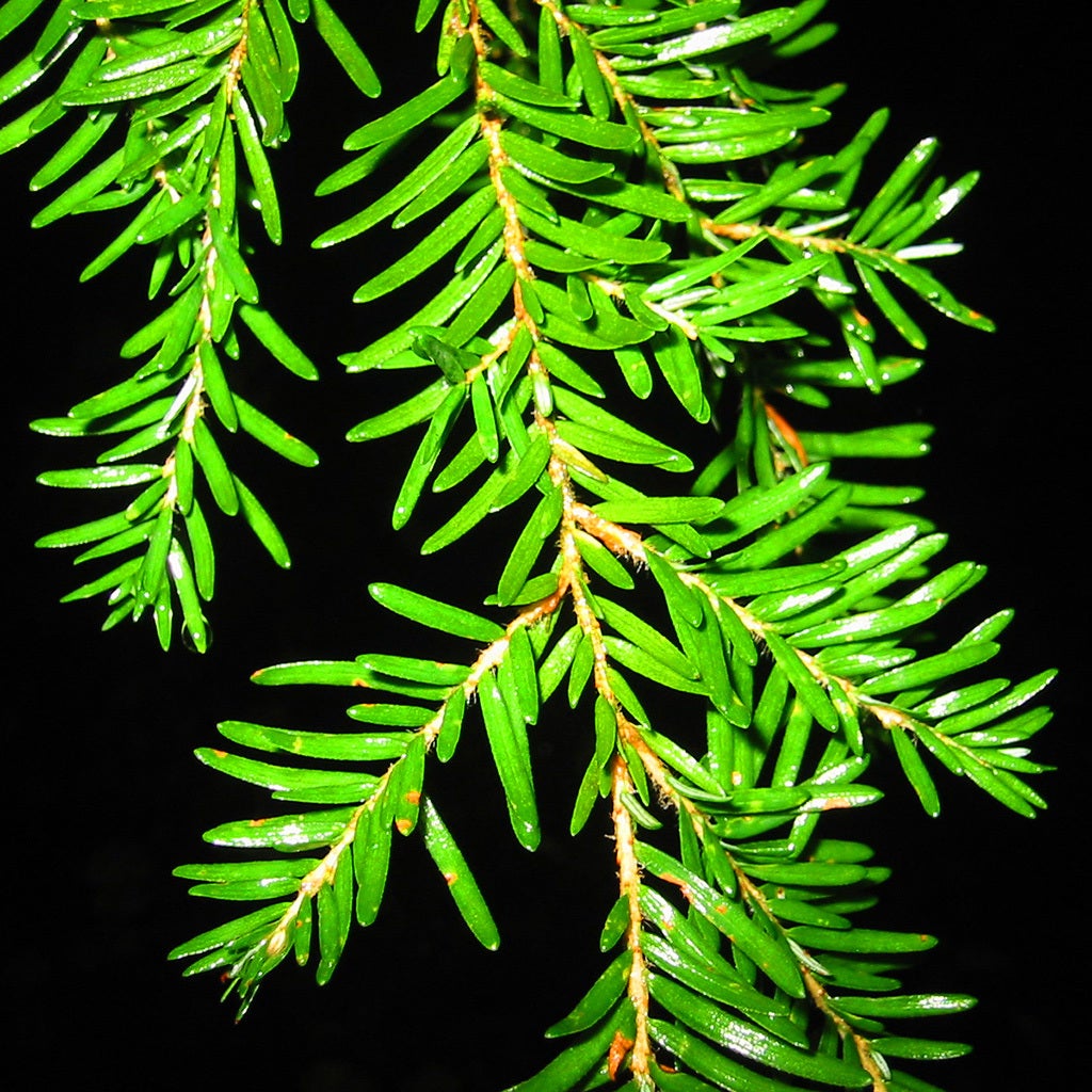 Western Hemlock (Tsuga heterophylla) 9 Western Hemlock