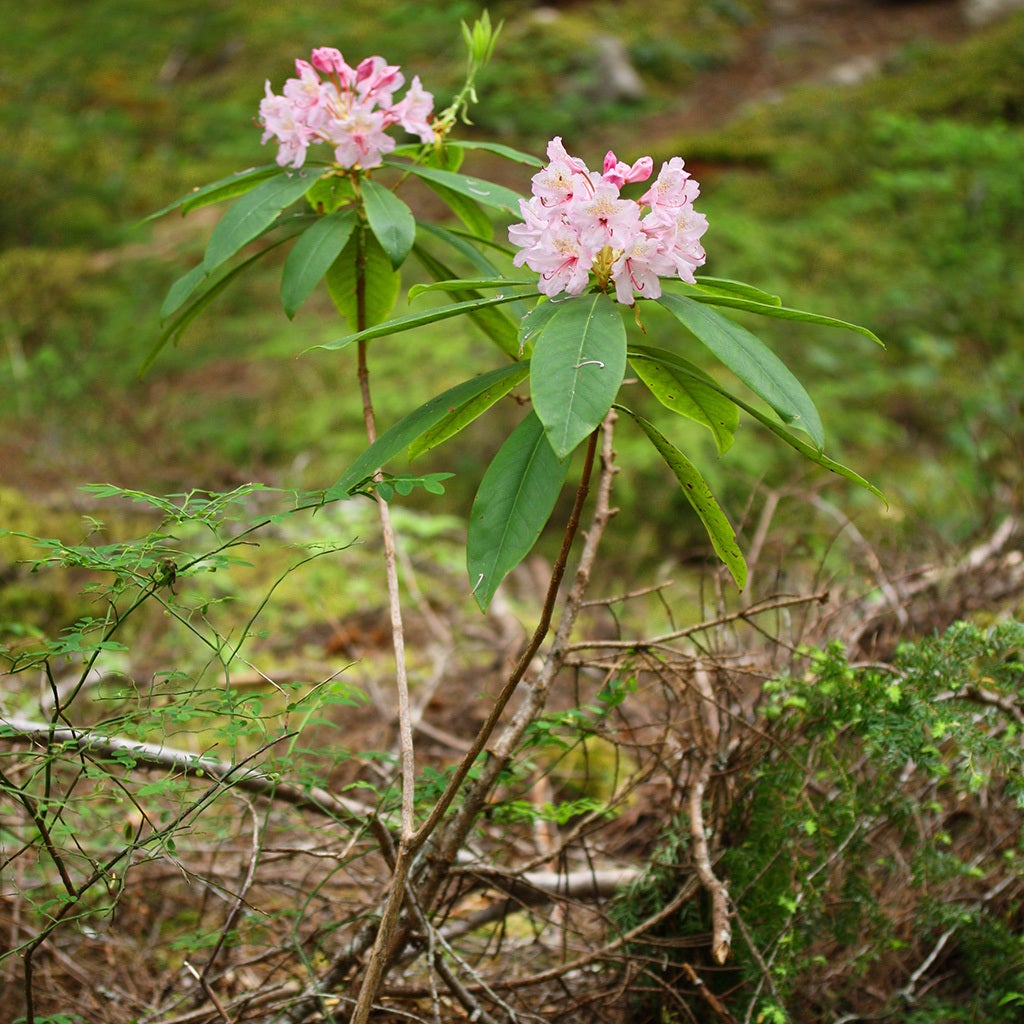 Pacific Rhododendron Fruit